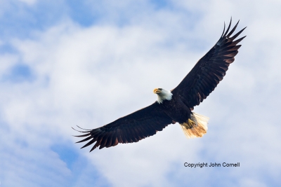 Bald-Eagle;British-Columbia;Canada;Eagle;Flying-Bird;Haliaeetus-leucocephalus;Ph